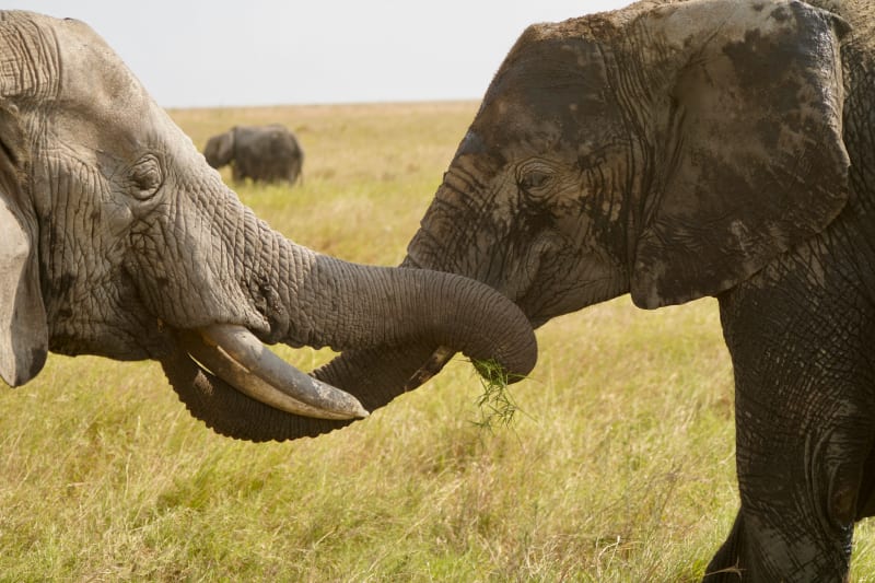 4-Day Luxury Ngorongoro & Serengeti